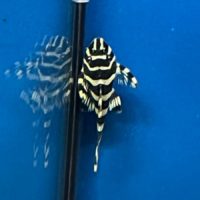 King Tiger Pleco L133