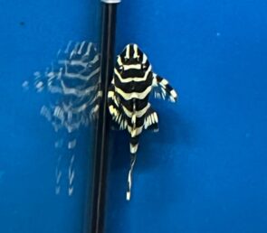 King Tiger Pleco L133