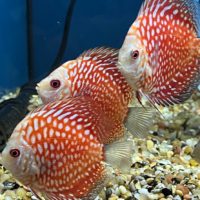 Assorted Discus