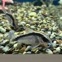 Skunk Cory