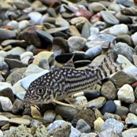 Sterba's Cory