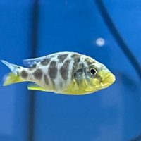 Venustus Cichlid