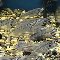 Ghost Glass Catfish