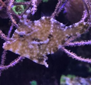 Aiptasia Eating Filefish