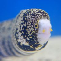 Snowflake Eel