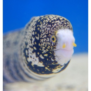 Snowflake Eel