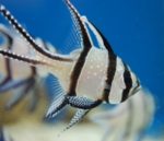 Banggai Cardinal Captive Bred