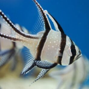 Banggai Cardinal Captive Bred