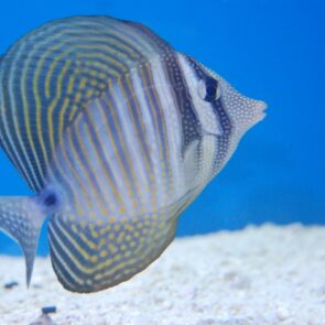 Desjardini Tang