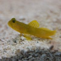 Yellow Watchman Goby