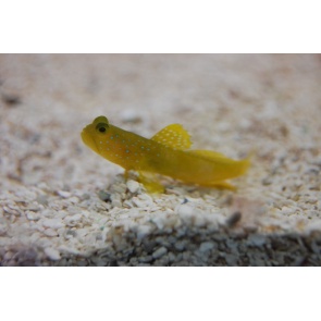 Yellow Watchman Goby