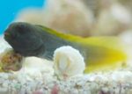 Flametail Blenny