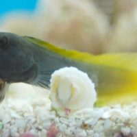 Flametail Blenny