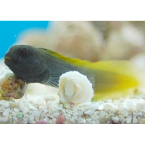 Flametail Blenny