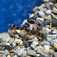 Kuhli Loach