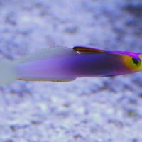 Firefish-Helfrichi