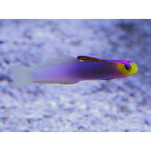 Firefish-Helfrichi