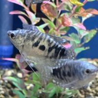 Opaline Gourami
