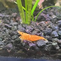 Sunkist Shrimp