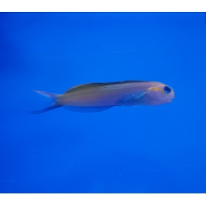Midas Blenny