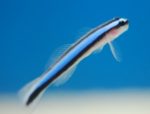 Neon Goby