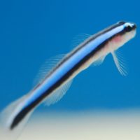 Neon Goby