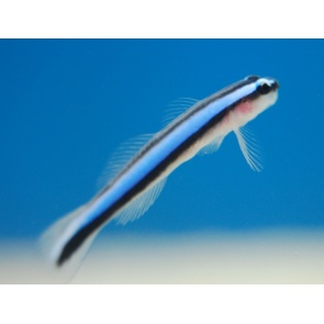 Neon Goby