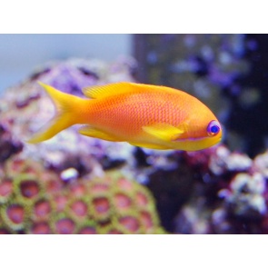 Squampinis Anthias Fm