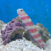 Wheelers Goby