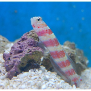Wheelers Goby