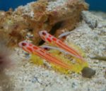 Yasha Hashe Goby
