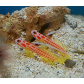 Yasha Hashe Goby
