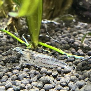 Amano Shrimp