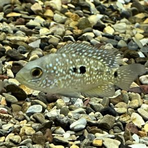 Carpintis Cichlid