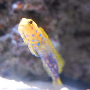 Jawfish-Bluespot