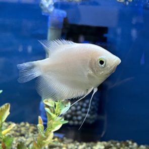 Giant Gourami