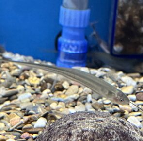 Glass Knifefish