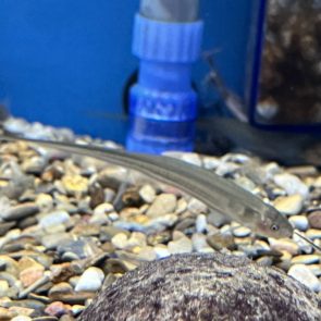 Glass Knifefish