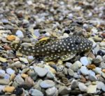 Gold Nugget Pleco L177