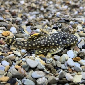 Gold Nugget Pleco L177