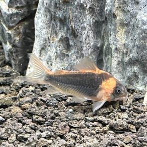 Horseman's Cory