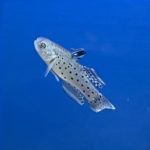 Knight Goby