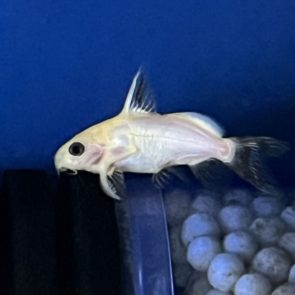 Gold Nigrita Synodontis