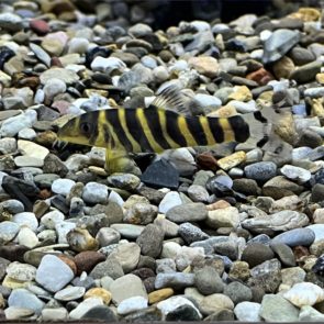 Queen Loach
