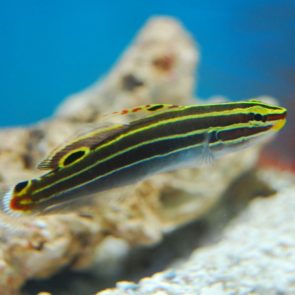Hector's Goby