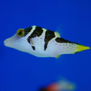 Valentini Puffer