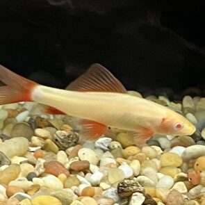 Albino Rainbow Shark