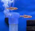 Chili Rasbora