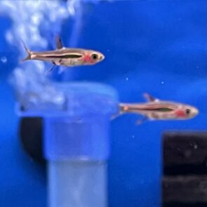 Chili Rasbora