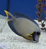 Chocolate Tang